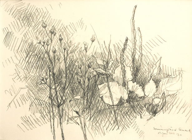 Sommergräser, Bleistift, 2011